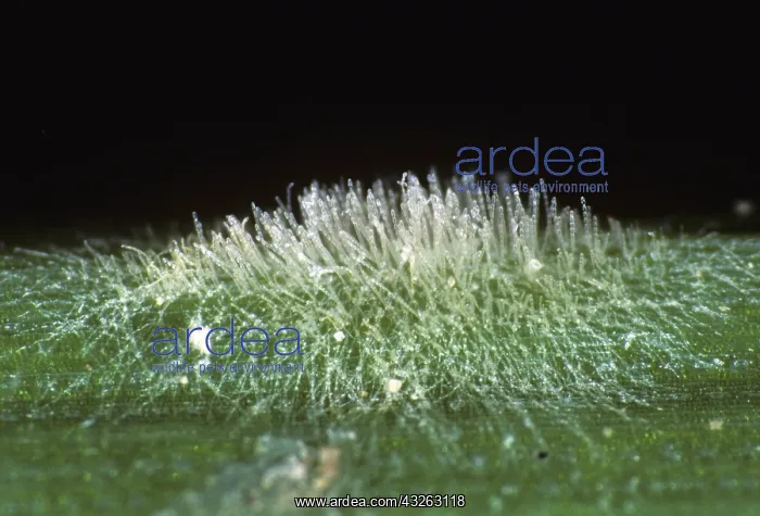 : Powdery Mildew (Erysiphe graminis) on Barley leaf : Powdery Mildew (Erysiphe graminis) on Barley leaf