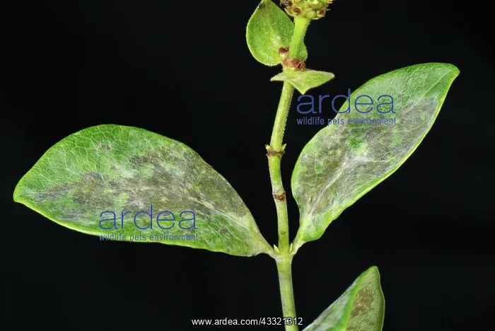 : Powdery mildew on honeysuckle : Powdery mildew on honeysuckle
