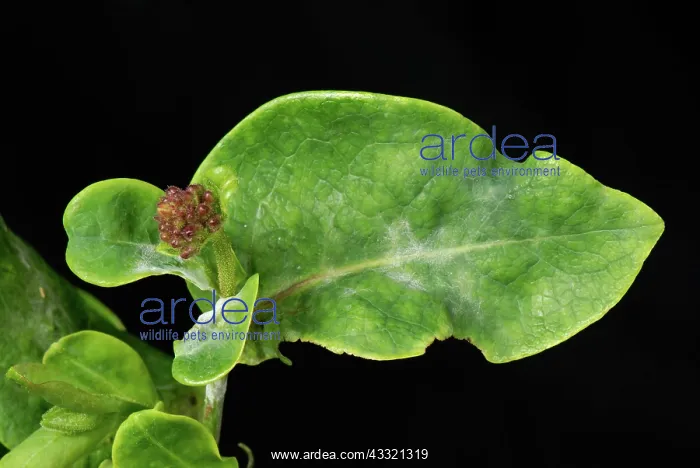 : Powdery mildew on honeysuckle : Powdery mildew on honeysuckle