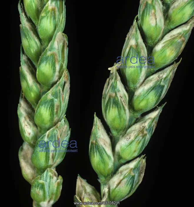 : Powdery mildew infection : Powdery mildew infection