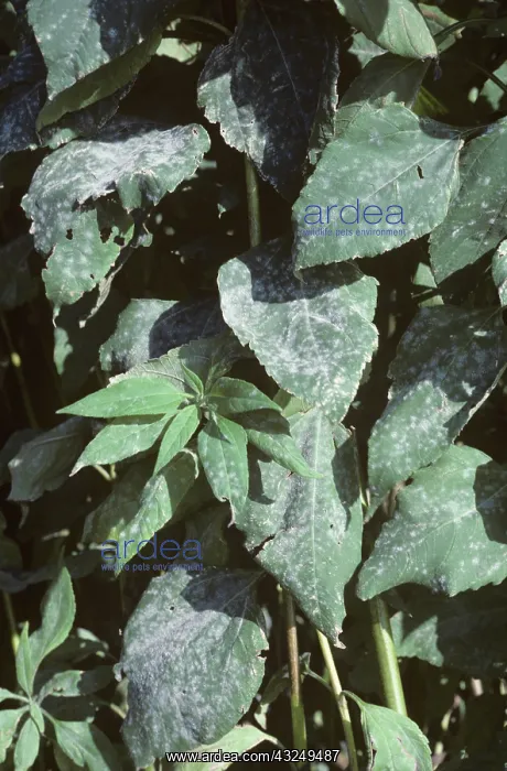 : Powdery mildew on Jerusalem artichoke : Powdery mildew on Jerusalem artichoke
