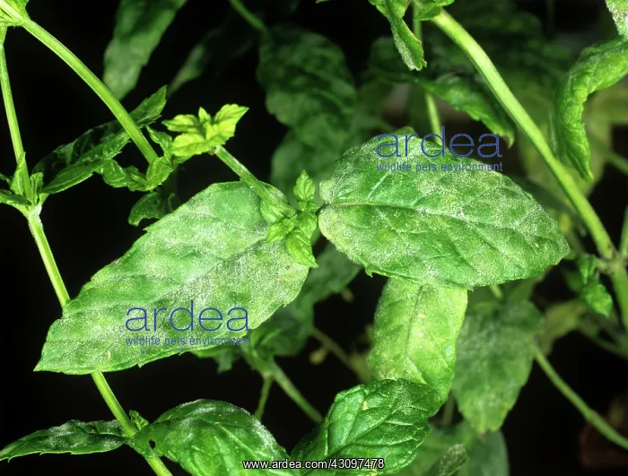 : Powdery mildew on mint leaves : Powdery mildew on mint leaves