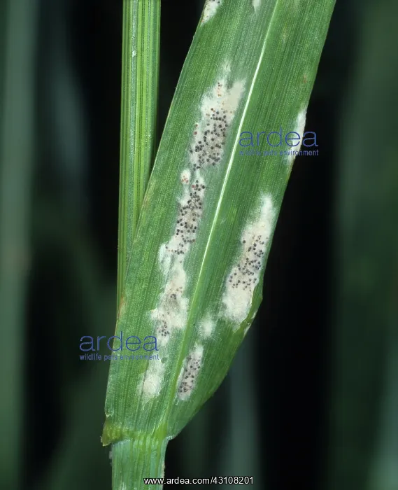 : Powdery mildew mycelium and cleistothecia : Powdery mildew mycelium and cleistothecia