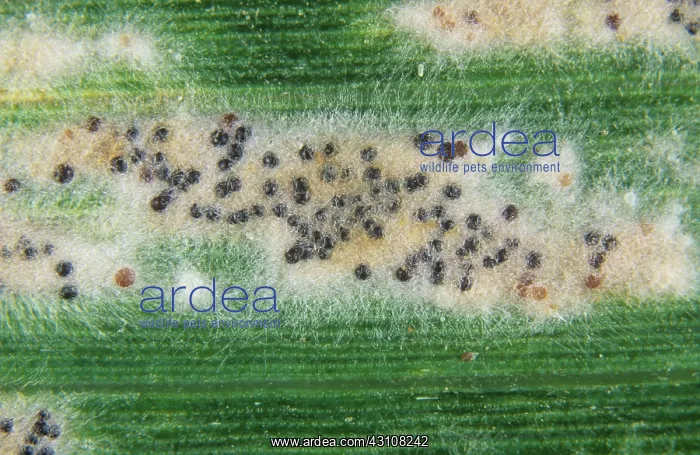  : Powdery mildew mycelium & cleistothecia