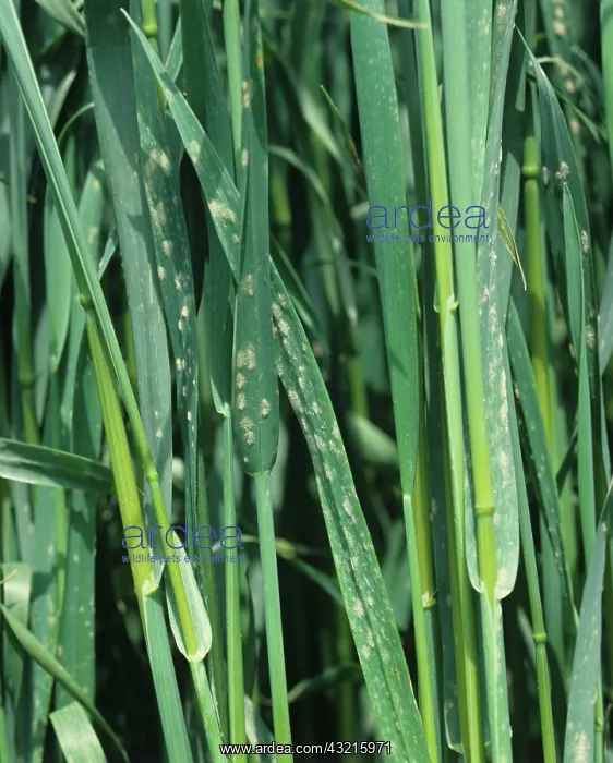 : Powdery mildew on oats : Powdery mildew on oats