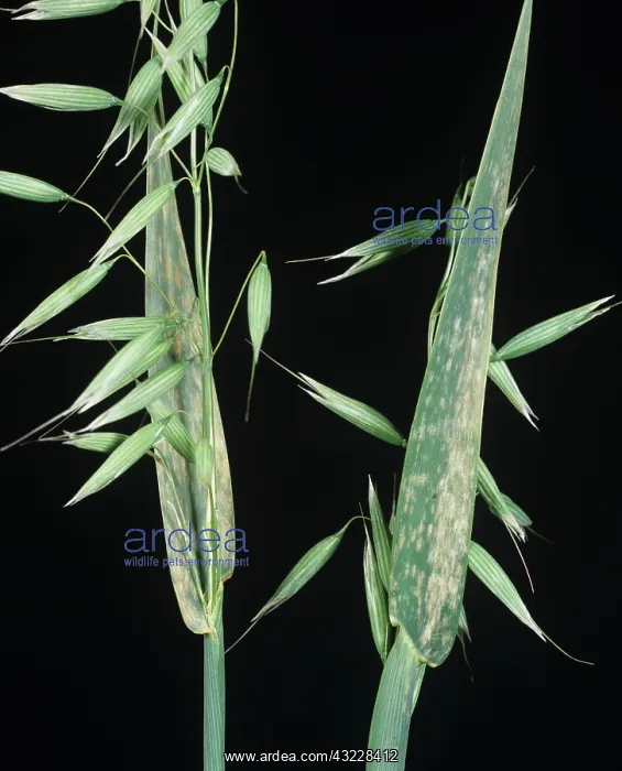 : Powdery mildew on oats : Powdery mildew on oats