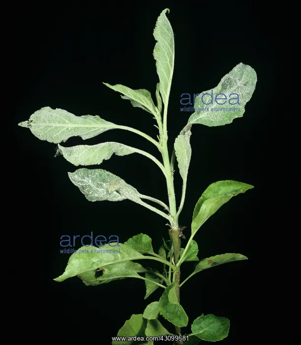 : Powdery mildew (Podosphaera leucotricha) : Powdery mildew (Podosphaera leucotricha)