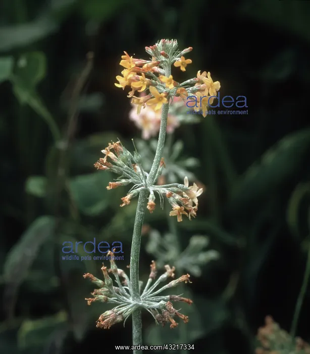 : Powdery mildew on Primrose : Powdery mildew on Primrose