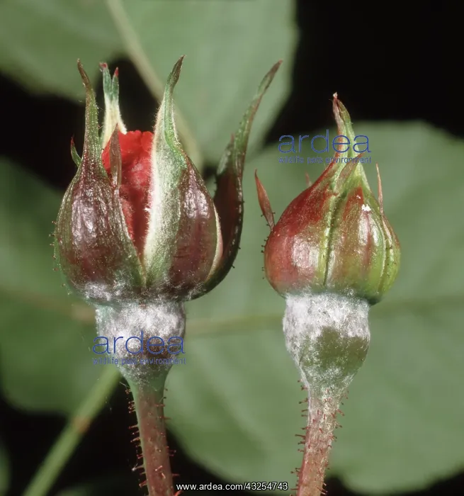 : Powdery Mildew on Rose Buds : Powdery Mildew on Rose Buds