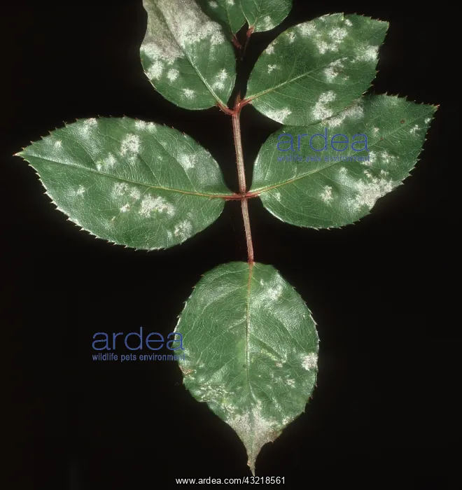 : Powdery mildew on Rose Leaves : Powdery mildew on Rose Leaves