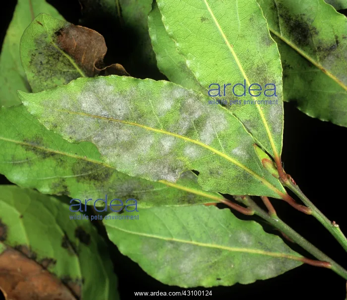 : Powdery mildew on sweet bay laurel : Powdery mildew on sweet bay laurel