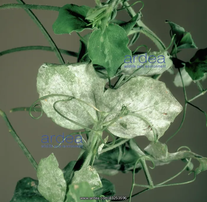 : Powdery mildew on Sweet pea : Powdery mildew on Sweet pea