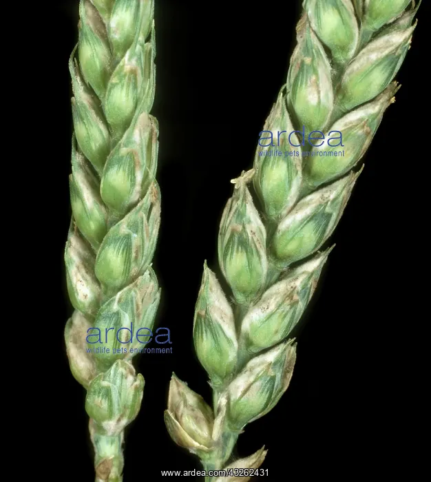 : Powdery mildew on Wheat : Powdery mildew on Wheat