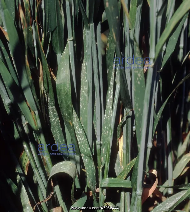 : Powdery mildew on wheat : Powdery mildew on wheat