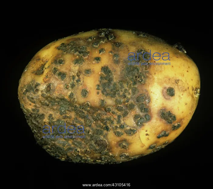 : Powdery scab infection : Powdery scab infection