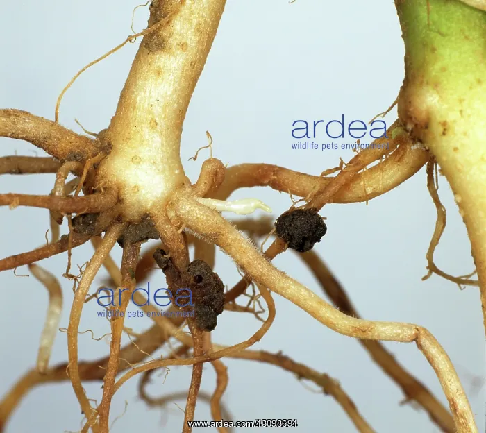  : Powdery scab on potato
