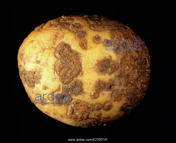 : Powdery scab (Spogospora subterranea) : Powdery scab (Spogospora subterranea)