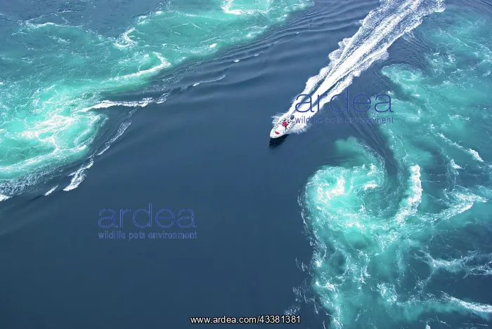 : Powerboat between huge whirlpools and eddies in : Powerboat between huge whirlpools and eddies in