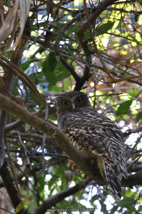  : Powerful Owl