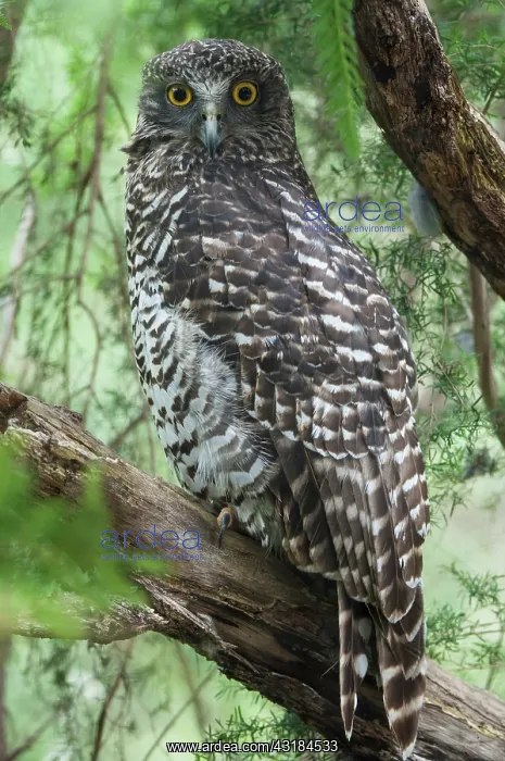 : Powerful Owl : Powerful Owl