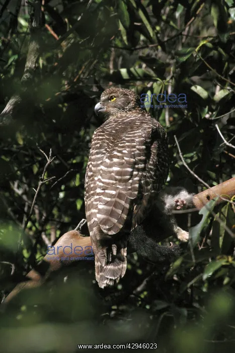 : Powerful Owl - Adult with prey : Powerful Owl - Adult with prey