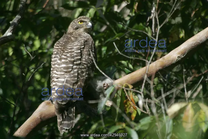 : Powerful Owl - Adult with prey : Powerful Owl - Adult with prey
