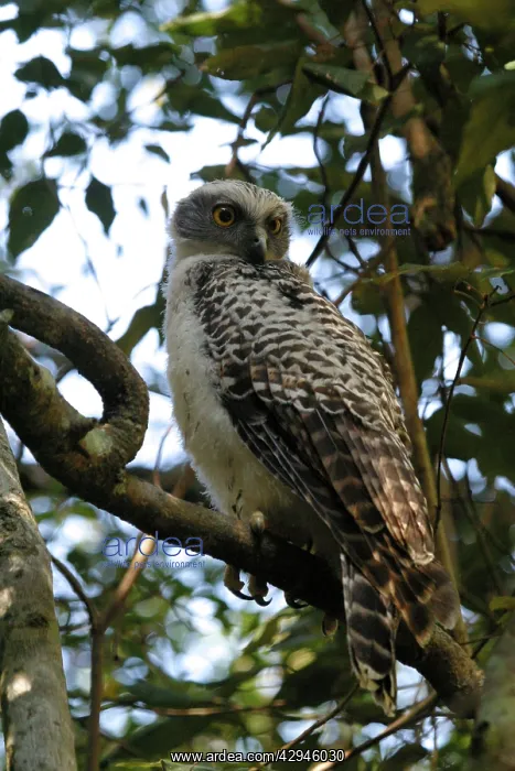 : Powerful Owl - Juvenile : Powerful Owl - Juvenile