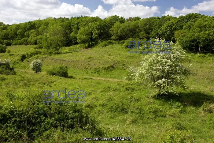 : Powerstock Common Nature Reserve - in May - along : Powerstock Common Nature Reserve - in May - along