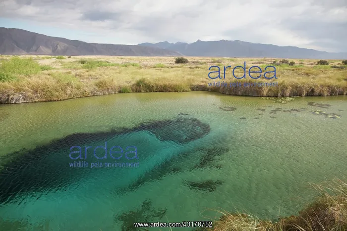 : Pozo Azul spring, Mexico, Coahuila, Quatrocienegas : Pozo Azul spring, Mexico, Coahuila, Quatrocienegas