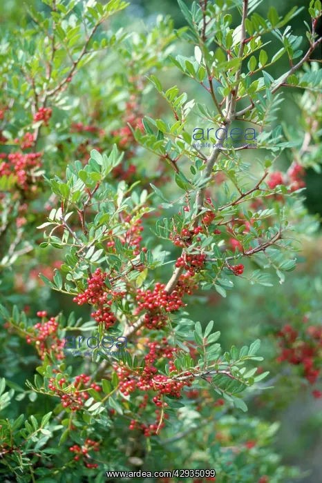 : PPISTACIA lentiscus - Mastic Tree : PPISTACIA lentiscus - Mastic Tree