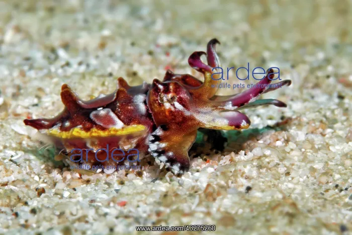  : Prachtsepia, or flamboyant cuttlefish (Metasepia