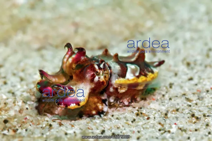 : Prachtsepia, or flamboyant cuttlefish (Metasepia : Prachtsepia, or flamboyant cuttlefish (Metasepia
