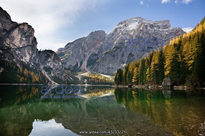 : The Pragser Wildsee (Lake Prags, Lago die : The Pragser Wildsee (Lake Prags, Lago die