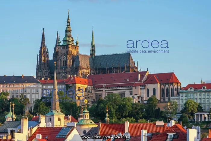 : Prague, Czech Republic. St. Vitus Cathedral above : Prague, Czech Republic. St. Vitus Cathedral above