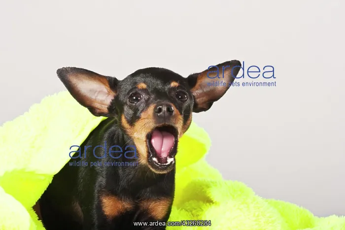 : Prague Ratter, yawning : Prague Ratter, yawning