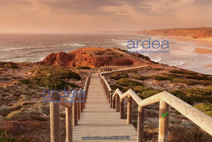 : Praia da Borderia Beach, Carrapateira, Costa Vicentina : Praia da Borderia Beach, Carrapateira, Costa Vicentina