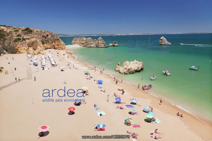 : Praia da Dona Ana sandy beach, near Lagos, Algarve : Praia da Dona Ana sandy beach, near Lagos, Algarve