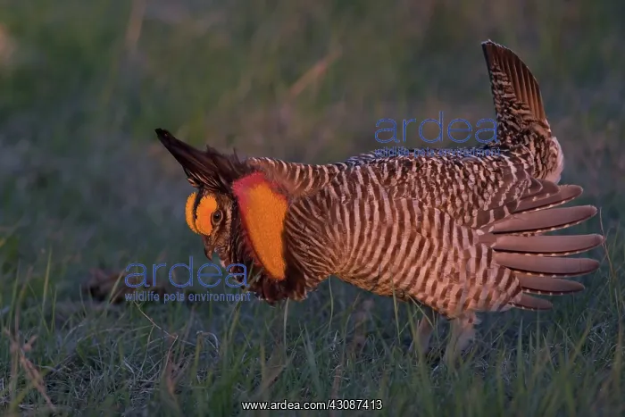 : Prairie Chicken male displaying : Prairie Chicken male displaying