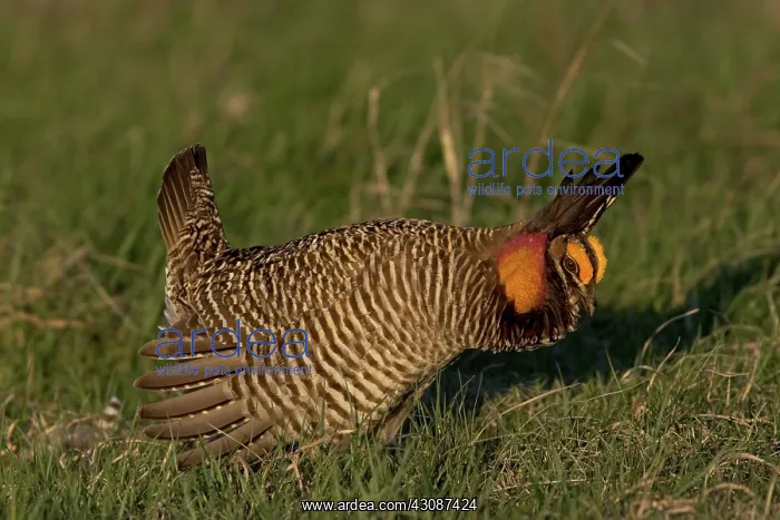 : Prairie Chicken male displaying : Prairie Chicken male displaying
