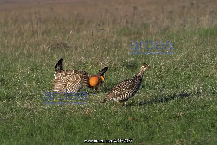 : Prairie Chicken male displaying : Prairie Chicken male displaying