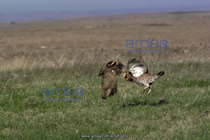 : Prairie Chicken males : Prairie Chicken males