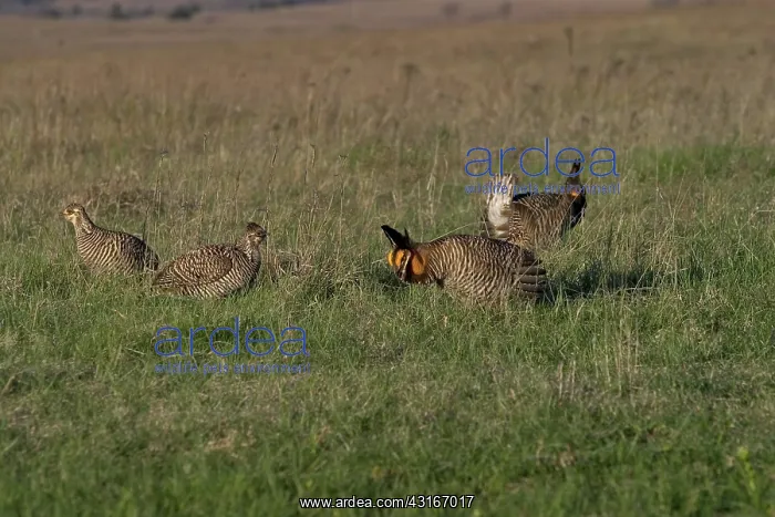 : Prairie Chicken males displaying : Prairie Chicken males displaying