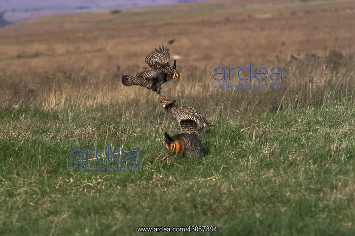 : Prairie Chicken males fighting : Prairie Chicken males fighting