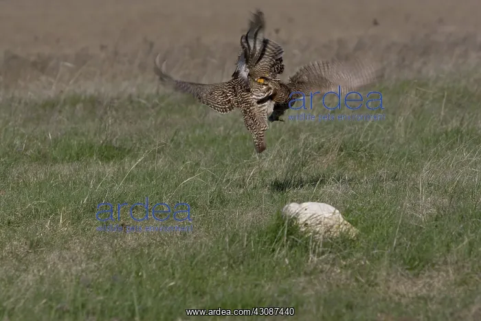 : Prairie Chicken males fighting : Prairie Chicken males fighting