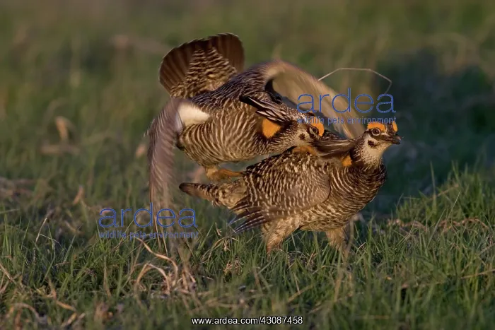 : Prairie Chicken males fighting : Prairie Chicken males fighting