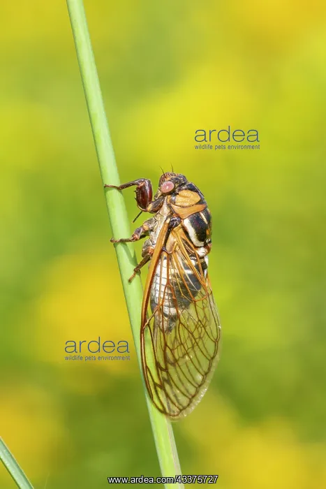 : Prairie Cicada (Megatibicen dorsatus) Marion County : Prairie Cicada (Megatibicen dorsatus) Marion County