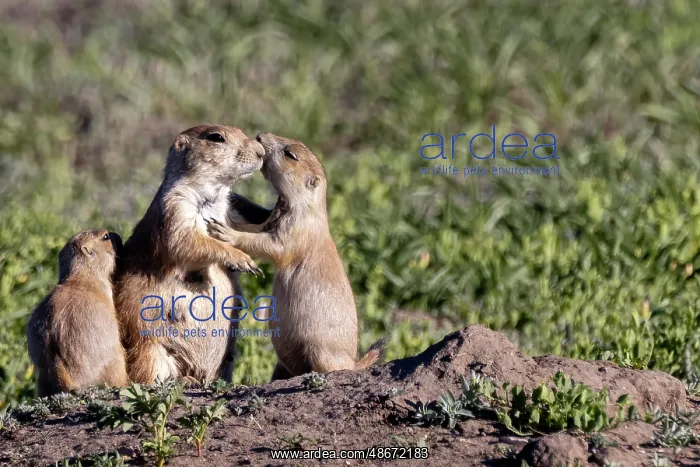  : Prairie dog family in Theodore Roosevelt National Park