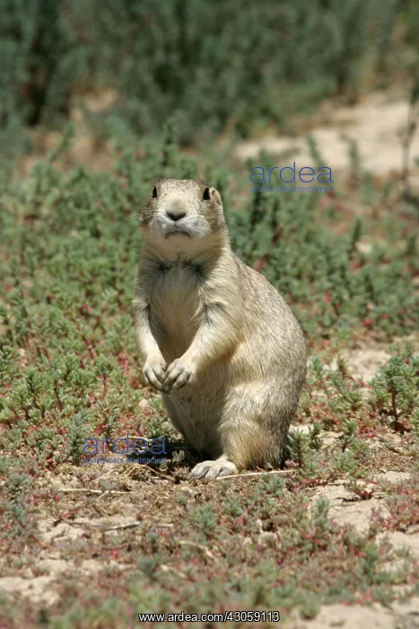 : Prairie dog standing on its legs rears Cheyenne USA : Prairie dog standing on its legs rears Cheyenne USA