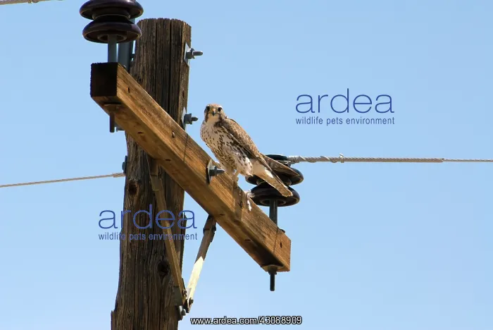 : Prairie Falcon : Prairie Falcon
