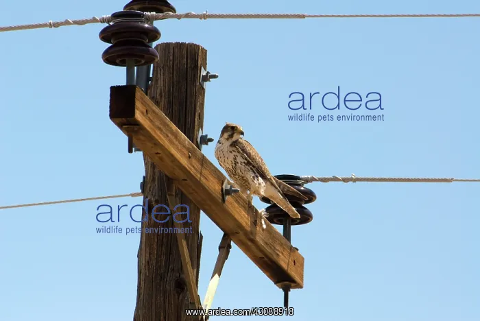 : Prairie Falcon : Prairie Falcon